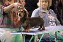 Crufts2011_2 601